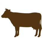 Cattle: Breed
