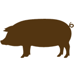 Pigs: Breed