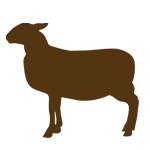 Sheep: Breed