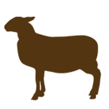 Sheep: Breed