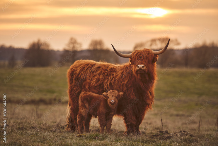1 x Aberdeen Angus Steers